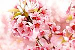 Pink Cherry Blooming Stock Photo