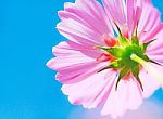pink cosmos Flower Stock Photo