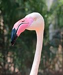 Pink Flamingo Head Stock Photo