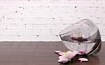 Pink Flower Blossoms In Glass Vase With Clear Water Stock Photo
