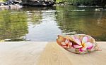 Pink Flower Plumeria Or Frangipani In Sea Conch Shell On Wooden Stock Photo