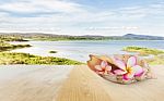 Pink Flower Plumeria Or Frangipani In Sea Conch Shell On Wooden Stock Photo