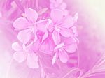 Pink Flowers In Garden With Pastel Tone Stock Photo