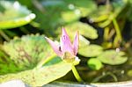 Pink Lotus Stock Photo