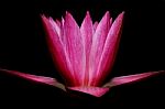 Pink Lotus  Black Background Stock Photo