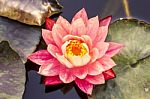 Pink Lotus Blooming In A Pond Stock Photo