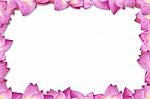Pink Lotus Frame Background Stock Photo