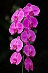 Pink Orchid Stock Photo