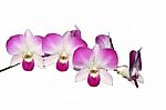 Pink Orchid Isolated Stock Photo
