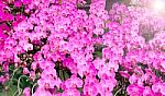 Pink Orchids With Sunrise Stock Photo
