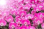 Pink Orchids With Sunrise Stock Photo