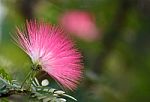 Pink Powderpuff Blooming ,albizzia Julibrissin Stock Photo