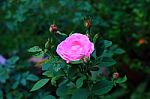 Pink Rose Stock Photo