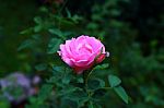 Pink Rose Stock Photo