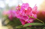 Pink Vanda Orchid Flowers Stock Photo