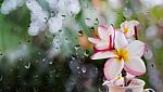 Pink White And Yellow Plumeria Or Frangipani In Cup On Rain Wate Stock Photo