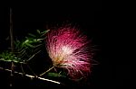 Pink Wildflowers Stock Photo