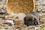 Pit Bull Puppy Dog Stock Photo