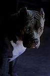 Pitbull Dog Stock Photo
