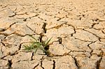 Plant Growing From Arid Land Stock Photo