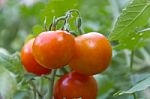 Plantation Of Tomatoes In The Organic Garden Stock Photo