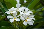 Plumeria Flower Stock Photo