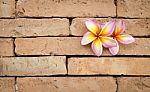 Plumeria Flower On Brick Wall Background Stock Photo