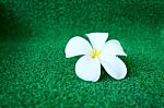 Plumeria Flower On Grass Stock Photo