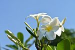 Plumeria Flowers Stock Photo