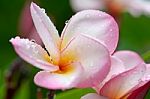 Plumeria, Pink Stock Photo