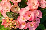 Poi Sian Flowers Stock Photo