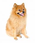 Pomeranian Dog Stock Photo