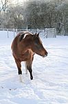 Pony In The Snow With White Nose Stock Photo
