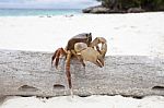 Poo Kai Crab In Tachi Island Southern Of Thailand Stock Photo