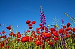 Poppies Stock Photo