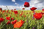 Poppies field Stock Photo