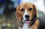 Portrait Of A Cute Beagle Dog Stock Photo