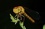 Portrait Of A Dragonfly Stock Photo