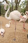 Portrait Of A Flamingo Stock Photo