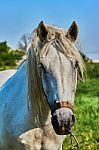 Portrait Of A Horse Stock Photo