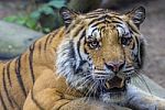 Portrait Of A Royal Bengal Tiger Stock Photo