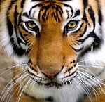 Portrait Of Amur Tigers Stock Photo