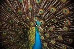 Portrait Of Beautiful Peacock Stock Photo