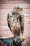 Portrait Of Beauty Hawk On Falconer's Hand Stock Photo