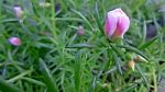 Portulaca Oleracea Flower Stock Photo