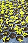 Pots Of Lettuce Seedlings Stock Photo