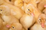 Poultry Farm. Ducklings Stock Photo