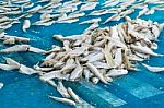 Production Of Dried Fish Stock Photo