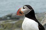 Puffin Close Up Stock Photo
