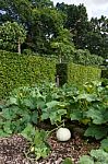 Pumpkin On The Vine Stock Photo